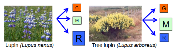 <p>In the lupin example, how does energy allocation differ between semelparous and iteroparous species?</p>