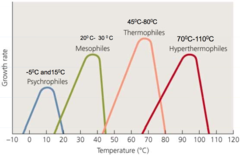<p>optimum ≈ 15 °C; grow at 0 °C and below; not above ≈ 20 °C</p>
