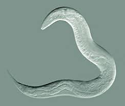 <p>phyla of ecdysozoa; nemata/roundworms; eukarya → unikonta → opisthonkota → animalia → ecdysozoa; pseudocoelom, complete digestive tract, longitudinal muscles only (whiplike movement), dioecious; ascaris, trichinella, vinegar eel</p>