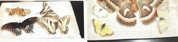 <p>what order are butterflies and moths in </p>