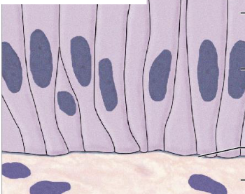 <p>longer than wide; columns</p>