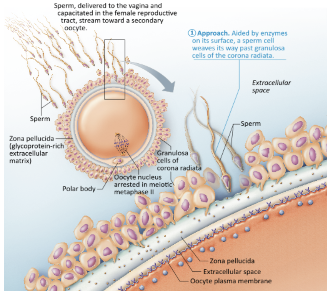 <p><span>Which of the following is the first barrier that must be penetrated by the sperm in order to fertilize an oocyte?</span></p><table style="min-width: 25px;"><colgroup><col style="min-width: 25px;"></colgroup><tbody><tr><td colspan="1" rowspan="1" style="margin: 0px; padding: 0.3em; position: relative;"><p>corona radiata &nbsp; &nbsp; &nbsp; &nbsp;</p></td></tr><tr><td colspan="1" rowspan="1" style="margin: 0px; padding: 0.3em; position: relative;"><p>oocyte plasma membrane &nbsp; &nbsp; &nbsp; &nbsp;</p></td></tr><tr><td colspan="1" rowspan="1" style="margin: 0px; padding: 0.3em; position: relative;"><p>zona pellucida &nbsp; &nbsp; &nbsp; &nbsp;</p></td></tr><tr><td colspan="1" rowspan="1" style="margin: 0px; padding: 0.3em; position: relative;"><p>extracellular space &nbsp; &nbsp; &nbsp;</p></td></tr></tbody></table><p></p>