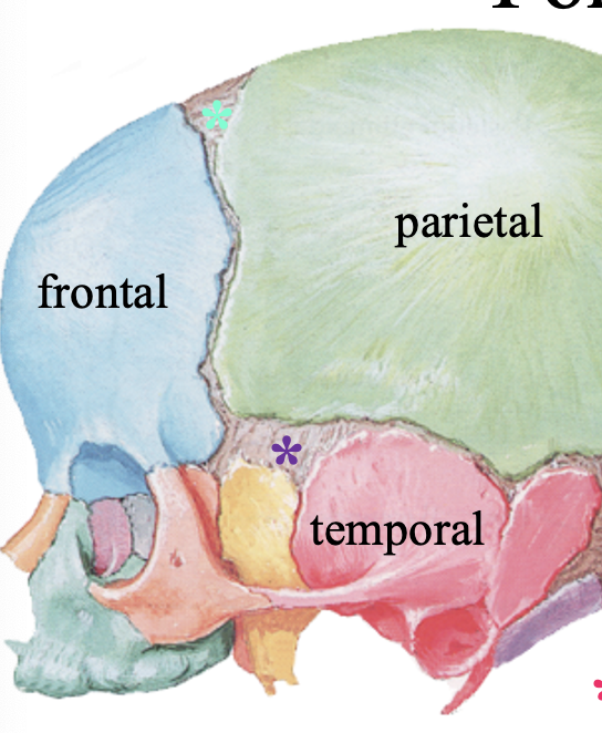 <ul><li><p>bt frontal and parietal bones</p></li><li><p><strong>last to close</strong> closes at 18-24 months (2 years)</p></li></ul><p></p>