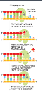 <ol><li><p class="Paragraph SCXW96806152 BCX8" style="text-align: left;"><span style="line-height: 20.925px;"><span>The distortion of the DNA activates a second enzyme activity in DNA polymerase called an exonuclease </span></span></p></li></ol><ul><li><p class="Paragraph SCXW96806152 BCX8" style="text-align: left;"><span style="line-height: 20.925px;"><span>Removes the wrong base by hydrolyzing the covalent bond </span></span></p></li></ul><ul><li><p class="Paragraph SCXW96806152 BCX8" style="text-align: left;"><span style="line-height: 20.925px;"><span>Polymerase then goes back and ads the correct nucleotide using its DNA synthesis enzyme </span></span></p></li></ul><p></p>