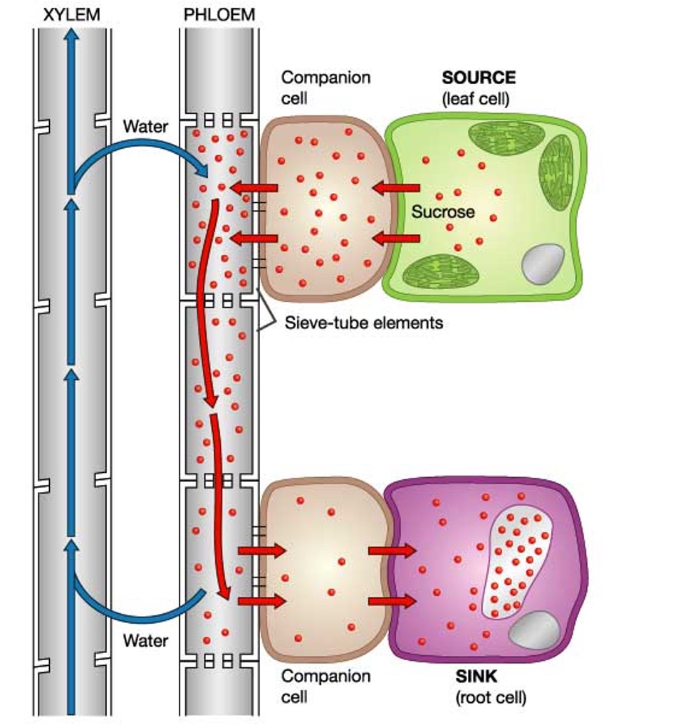 <p>Transport of assimilates throughout plant, in phloem tissue, from source to sink</p>