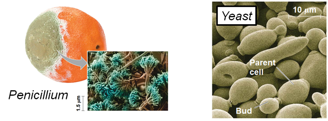 <p>Asexual Reproduction in Fungi (2)</p>