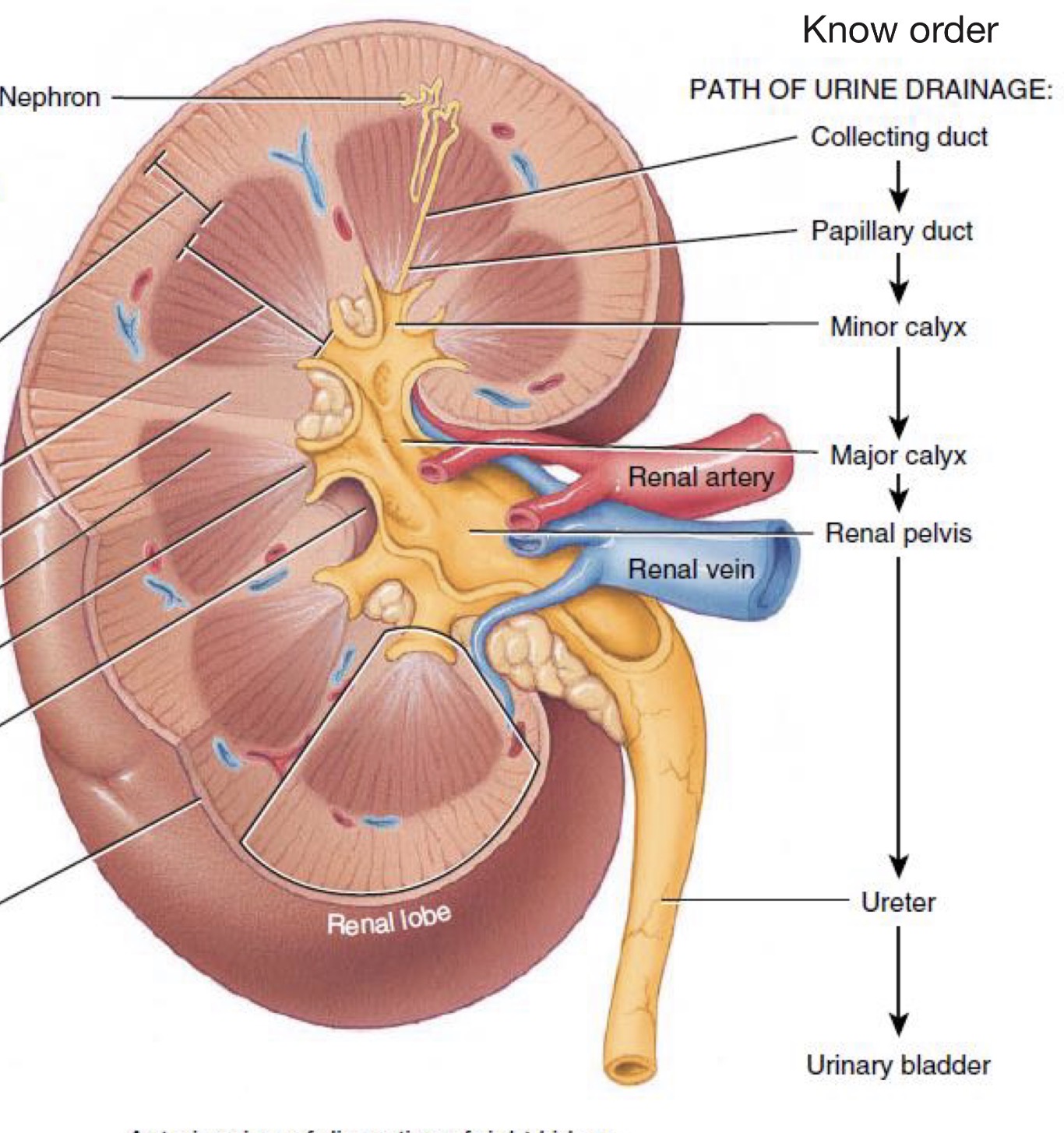 <p>Collecting duct → Papillary duct → Minor calyx → Major calyx → Renal pelvis → Ureter → Urinary bladder</p>