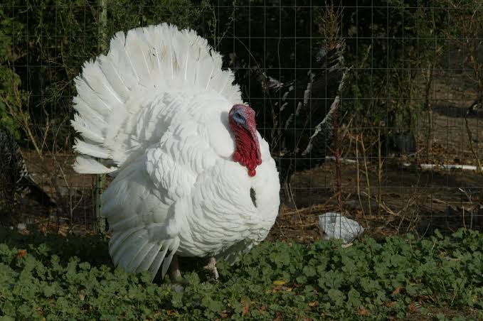<p>identify</p>