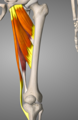 <p>Origin Pubis</p><p>Insertion: Femur</p><p>Action: adduct hip</p><p>(medial thigh)</p>