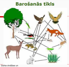 <p>Barības ķēde sākas ar producentiem (augi un sēnes), tiem seko primārie patērētāji (zālēdāji) un noslēdzas ar sekundārajiem patērētājiem (gaļēdājiem un visēdājiem).</p>