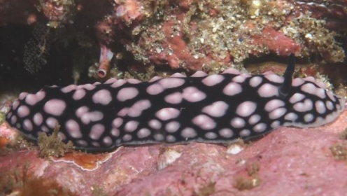 <p>MOLLUSCA Pustulose Wart Slug</p>