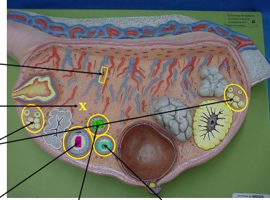 <p>Identify the green highlighted structure.</p>