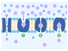 <p>● Shape / charge of protein determines which substances move</p><p>● Channel proteins facilitate diffusion of water-soluble substances</p><p>○ Hydrophilic pore filled with water</p><p>○ May be gated - can open / close</p><p>● Carrier proteins facilitate diffusion of (slightly larger) substances</p><p>○ Complementary substance attaches to binding site</p><p>○ Protein changes shape to transport substance</p>
