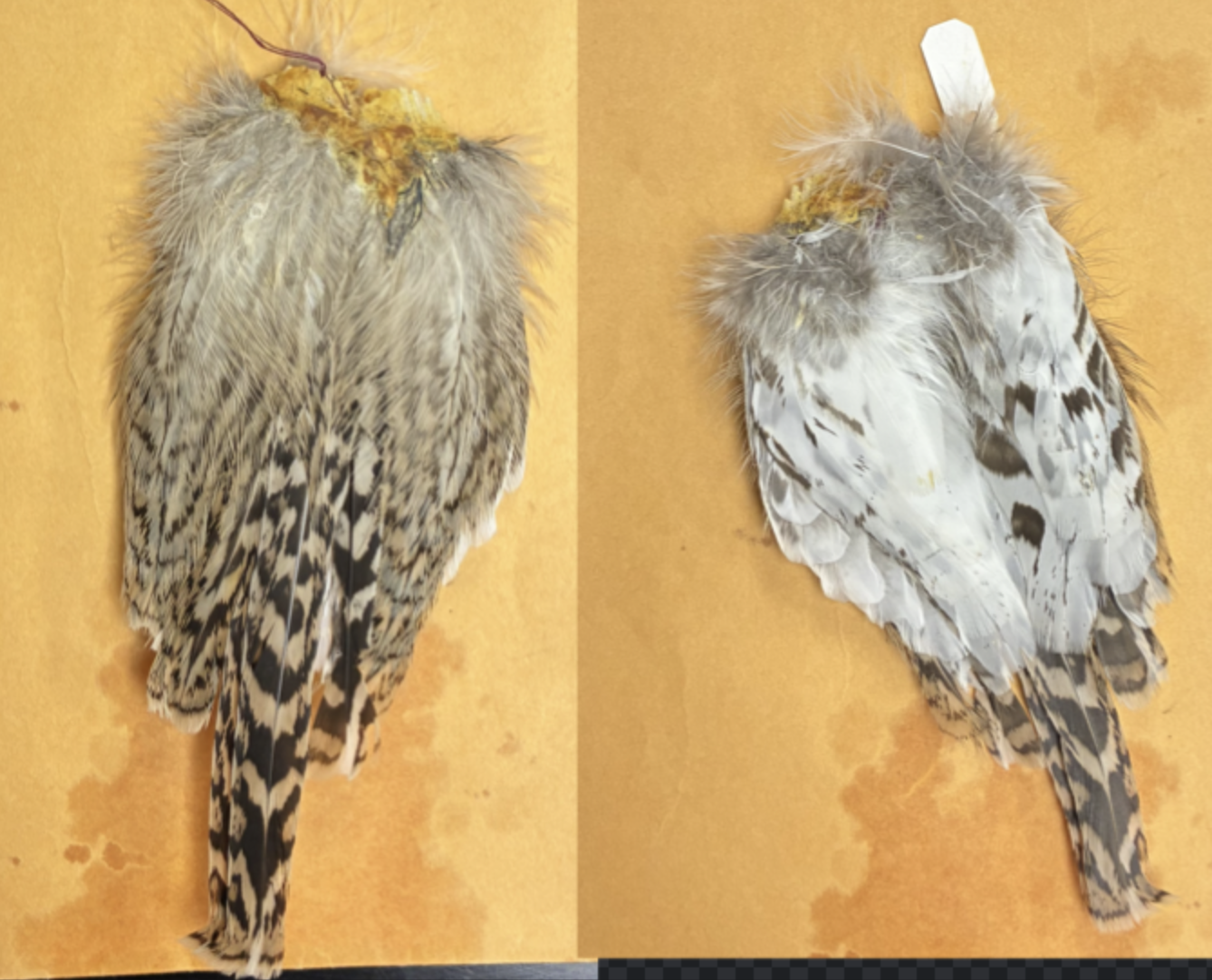 <p>what is this? (species and male/female)</p>