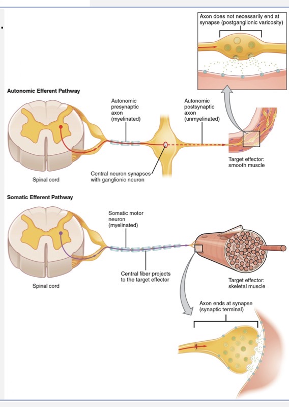 <p>somatic - impulses carried to or from the skeletal muscle, skin, bones</p><ul><li><p>somatosensory - sensation of pain, temperature, touch, proprioception</p></li><li><p>somatomotor - motor to skeletal muscle</p></li></ul><p>visceral - impulses carried to and from smooth muscle, cardiac m., glands</p><ul><li><p>viscerosensory - visceral pain (organ distension, traction, ischemia) and monitoring of homeostasis (blood pressure, pH, pO2, pCO2)</p></li><li><p>visceromotor - autonomic responses</p></li></ul><p></p>