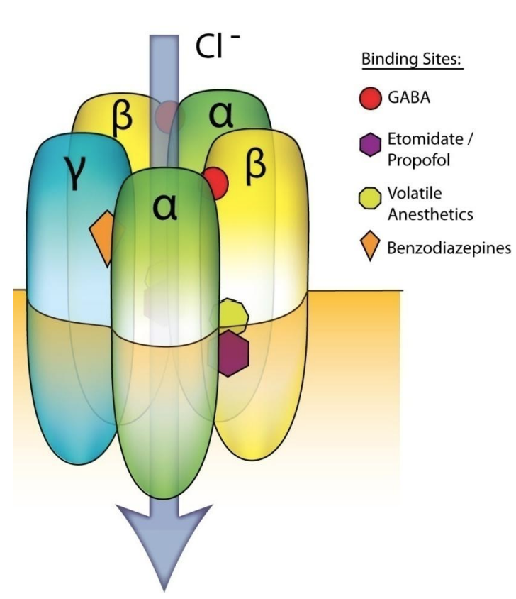 <ul><li><p><strong>Ionotropic</strong>, generally ligand-gated channels</p></li><li><p>Permeable to Cl- ions</p></li><li><p><strong>Fast inhibition </strong>(hyperpolarizing and/or shunting)</p></li><li><p><span style="color: red;">Composed of 5 subunits</span> from a family of many members (16+)</p><ul><li><p>2 α (1-6), 2 β (1-3) and 1 of γ (1-3), δ, ε, π or θ</p></li></ul></li></ul><div data-type="horizontalRule"><hr></div><ul><li><p>targets for GABA</p></li><li><p>receptor is a transmitter and a channel → fast inhibitory signal</p></li><li><p>key feature: permeable to Cl- ions</p><ul><li><p>conductance of -ve ion hyperpolarizing doesn’t make it inhibitory</p></li></ul></li><li><p>clamps/fixes neuron from reaching MP (threshold)</p></li><li><p>5 subunits from subunit pool → makes GABA<sub>A</sub> receptor</p></li><li><p>2 alpha, 2 beta, 1 miscellaneous </p></li></ul><p>review</p>