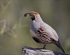 <p>quail</p>