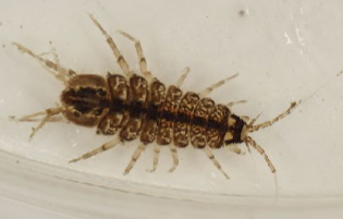 <p>Commonly known as the water hog louse; it is dorso-ventrally flattened, slow-moving, and walks over substrate without swimming.</p>