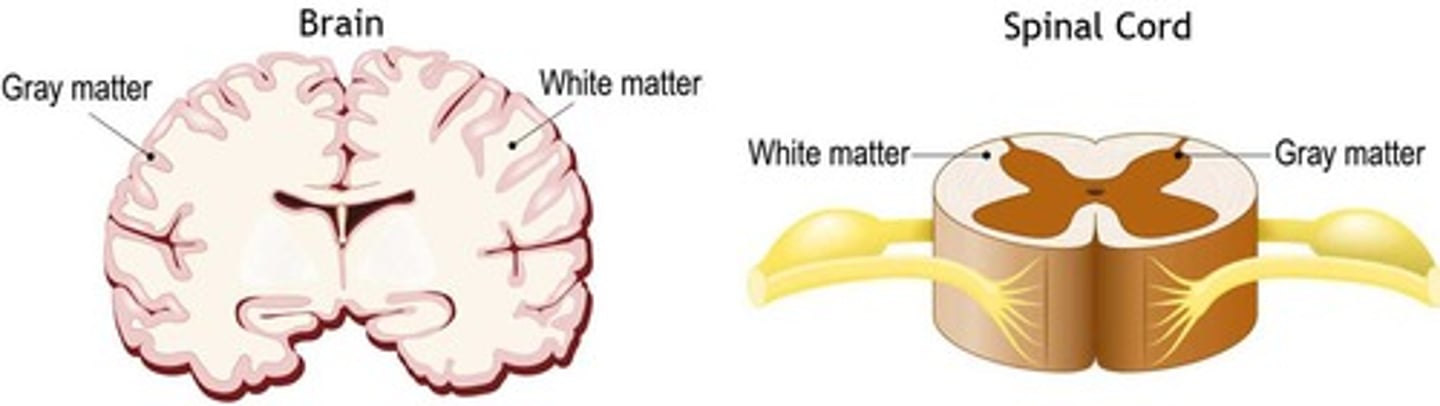 <p>white matter is myelin, they differ in functions, and have different location dependent on CNS structure</p>
