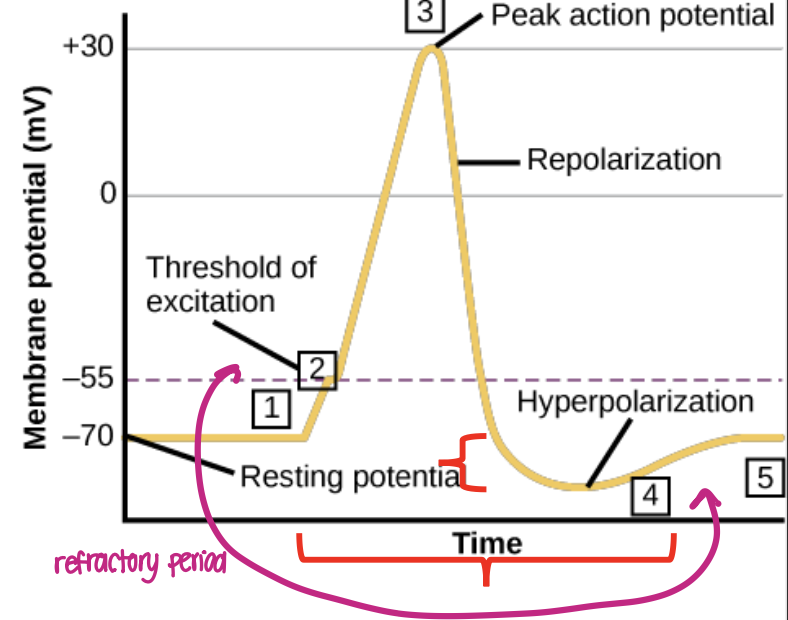 <p>slowly closing potassium channels result in hyperpolarization; until the membrane returns to its resting potential, the neuron cannot fire again</p>