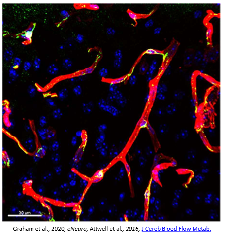 <p>As described by Dr. Gareth Howell and colleagues: the image shows blood vessels visualized with an antibody against laminin (red) in a region of the parietal cortex from a 12 month old mouse. Also shown are pericytes (using an antibody against PDFGRB (green) and cell nuclei DAPI (blue). Pericytes are cells present at intervals along the walls of capillaries (and post-capillary venules). In the CNS, they are important for blood vessel formation, maintenance of the blood-brain barrier, regulation of immune cell entry to the central nervous system (CNS) and control of brain blood flow. </p>