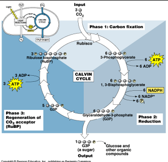 <p>Dark reactions of photosynthesis?</p>