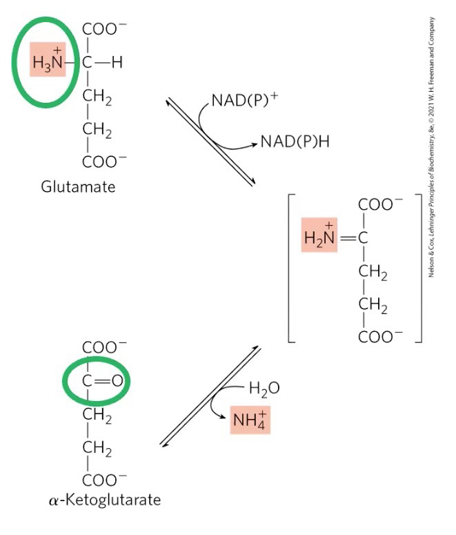 <p>Major route for oxidative deamination; regenerates α-KG and provides ammonia for reutilization or urea cycle; occurs in mitochondria</p><p>E + NAD(P)<sup>+</sup> → Intermediate + NAD(P)H</p><p>Intermediate + H<sub>2</sub>O → α-KG + NH<sub>4</sub><sup>+</sup></p><p>Reversible</p>