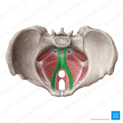 <p>What muscle is this &amp; what is its action?</p>