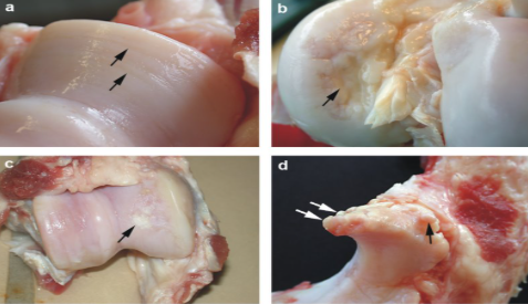 <p>What is the pathology?</p>