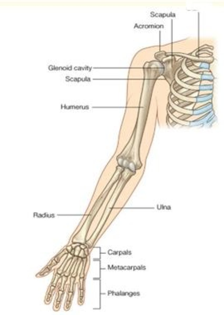 <p>What bone is highlighted here?</p>