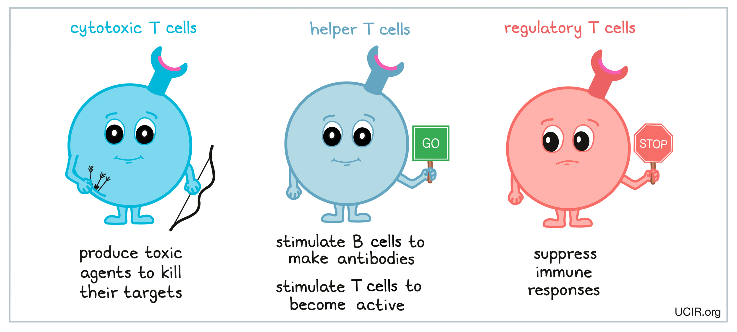 <p>These cells act as managers of the immune system. Upon recognizing antigens, they secrete chemical signals (cytokines) that activate other immune cells, including B cells (to produce antibodies) and cytotoxic T cells</p>