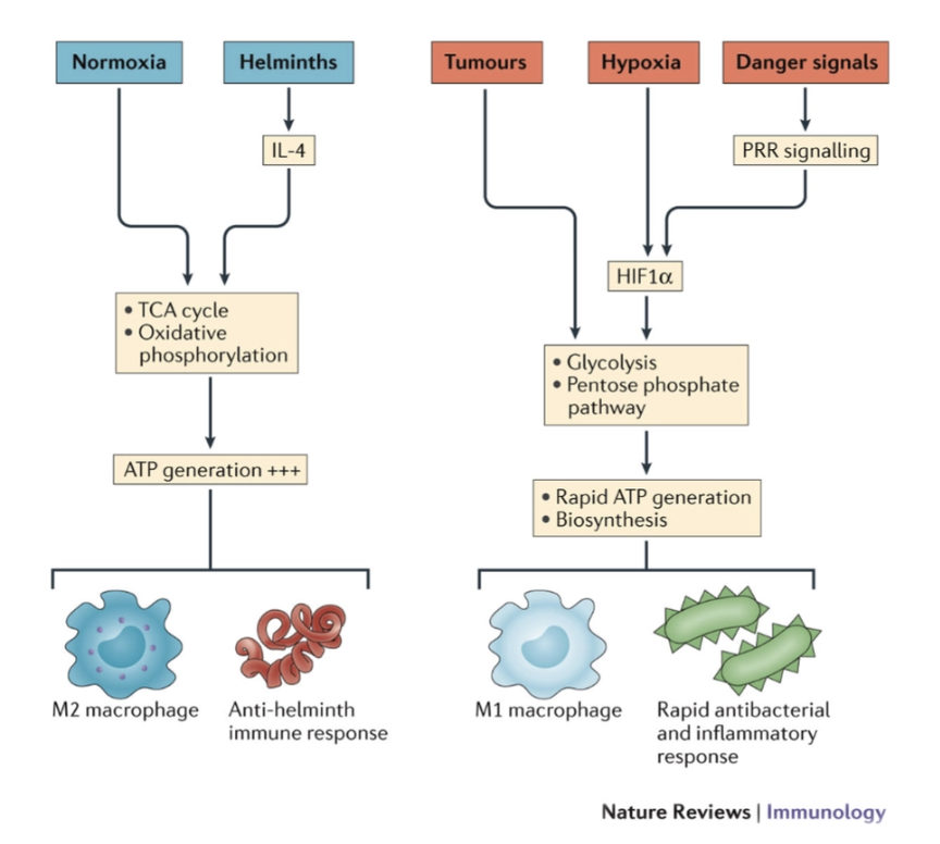 <p>IL-4 (anti-inflammatory) often secreted by parasites to try and stop the reaction it is an activator for TCA and oxidative phosphorylation, makes cells more anti-inflammatory</p><p>danger signals activate transcription signal HIF1alpha → pathways → metabolites made that are essential for biomolecules needed for inflammatory and immune response</p>