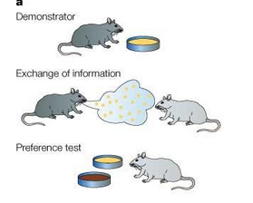 <p>social transmission of food preference </p>