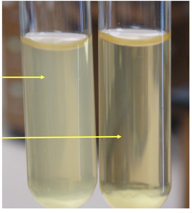 <p><span>Salt affects … across cell membrane</span></p><p><span>establishes hypertonic environment</span><br><span>water moves out of cell</span></p>