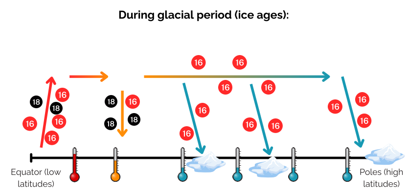 <p>Oxygen-16 will consendse out as snow at lower latitudes due to the cooler climate, causing more ice/snow and an increase in oxygen-16</p>