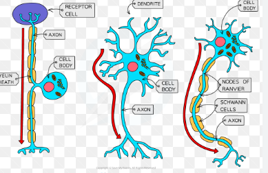 <p>which neuron is which </p>