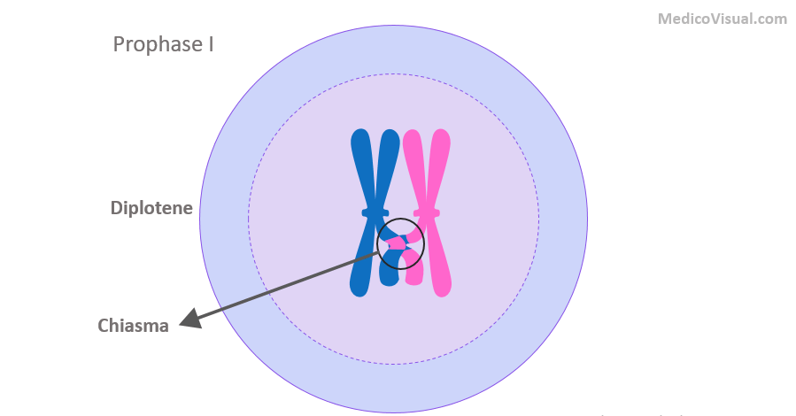 <p>chromosomes find matching partner and cross over</p>