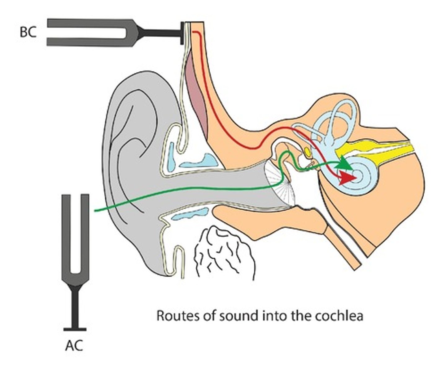 <p>Process of sound waves entering the ear through pinna</p>