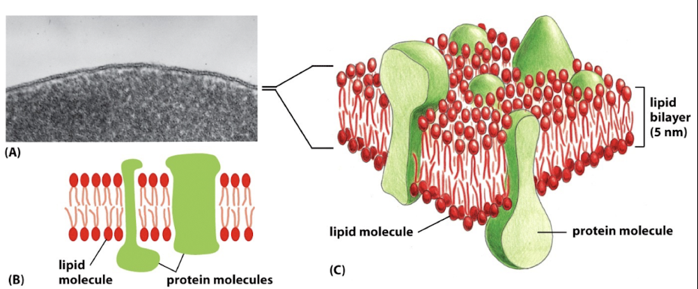 <p>typical membrane is half lipid, half proteins</p>