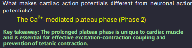 <ul><li><p>the heart must contract → relax → refill → contract again</p></li><li><p>A neuron just needs to send a quick "zap," but a heart cell needs to squeeze and stay squeezed to push blood out.</p></li><li><p>phase 2: heart cells add a massive calcium-driven plateau to slow everything down by keeping depolarization for longer and delaying repolarization</p><p></p></li></ul><p></p>