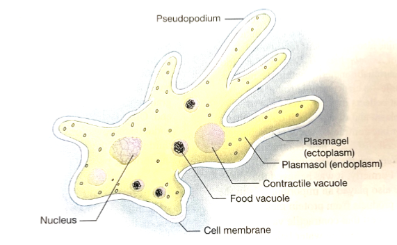 <p>What organism is this picture showing?</p>
