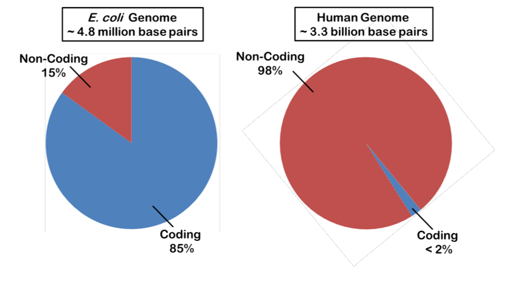 <ul><li><p>The entire set of transcripts in a cell.</p></li><li><p>In general, the more complex the organism is, a greater portion of the genome is non-coding.</p></li><li><p>Even though ~98% of the human genome does not code for proteins, most of the genome is transcribed into RNA.</p></li><li><p>RNA can be characterized as either non-coding or coding (though that distinction itself is oversimplified).</p></li></ul><p></p>