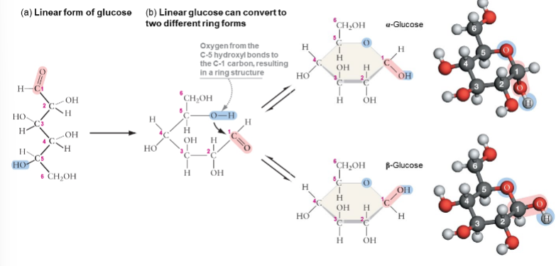 <p><strong>a-Glucose: AIMS DOWN</strong></p><p><strong>b-Glucose: AIMS UP</strong></p><p><strong>RNA RIbose: Has OH on C2</strong></p><p><strong>DNA Deoxyribose: Has H on C2</strong></p>