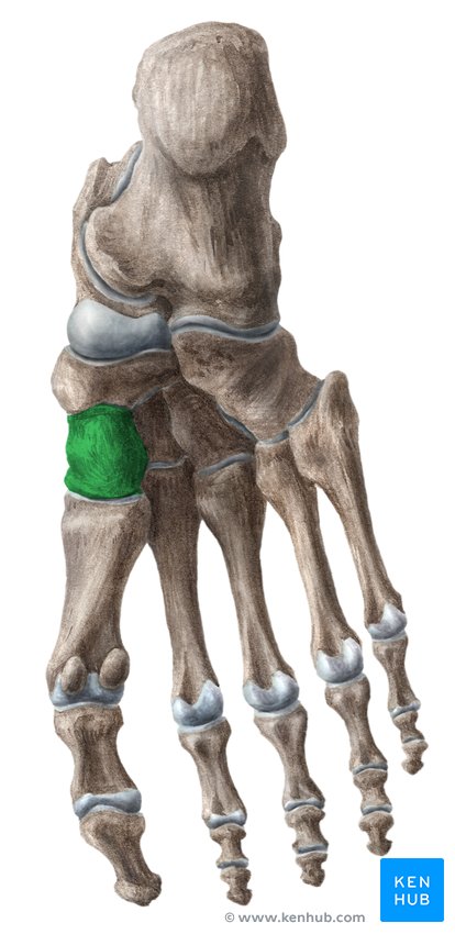 <p>What foot bone is this?</p>