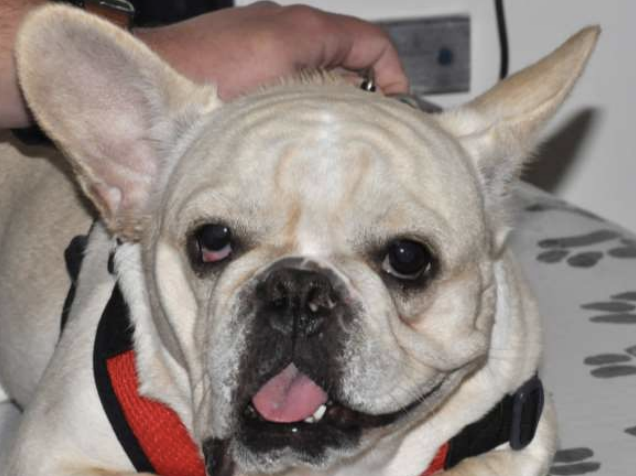 <p>Facial paralysis is a condition which occurs due to injury or inflammation of which cranial nerve? It can lead to exposure keratitis and decreased tear production, and can be due to otitis, hypothyroidism, trauma, or idiopathic causes.</p>