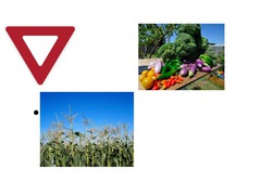 <p>The amount of a crop produced in a given area.</p>