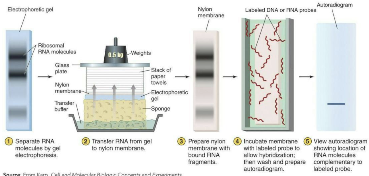 <ul><li><p>Cells regulate gene expression in response to environmental and metabolic conditions.</p><ul><li><p>Examining the mRNA transcripts and proteins in a cell under specific environmental conditions helps researchers <strong>understand the adaptations of microbes.</strong></p></li></ul></li><li><p><strong>Transcriptomes</strong> = Collection of transcribed mRNA molecules in a cell</p><ul><li><p><strong>Northern blots</strong> – a technique that helps to measure transcriptional expression of individual genes</p></li><li><p>Separation of RNA fragments by electrophoresis, followed by blot transfer and probing with labeled DNA fragments</p></li></ul></li></ul><p></p>