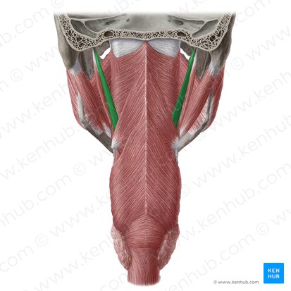 <p>-posterior and superior borders of the thyroid cartilage and spreads out under the mucosa of the pharynx </p>