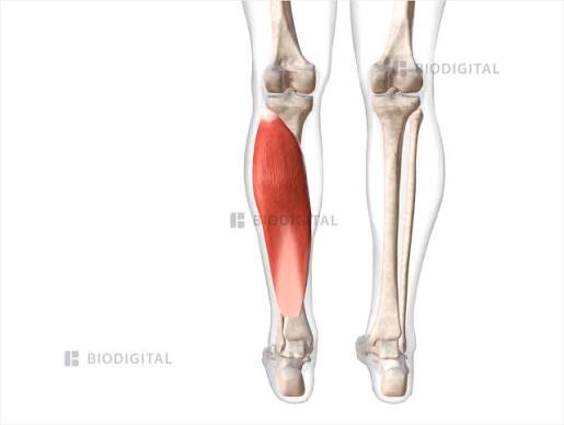 <p>plantar flexion</p>
