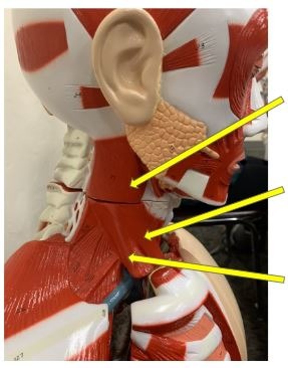 <p>flexes neck; rotates head</p>